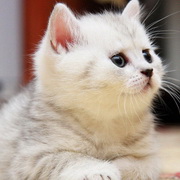 猫咪可爱小猫眯头像图片36