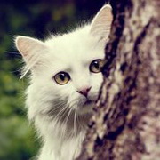 猫咪可爱小猫眯头像图片38