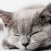 猫咪可爱小猫眯头像图片39