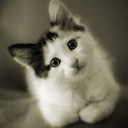 猫咪可爱小猫眯头像图片4