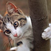 猫咪可爱小猫眯头像图片6