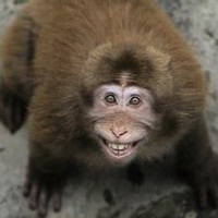 猕猴头像图片24