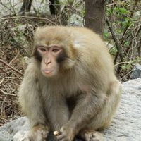 猕猴头像图片6