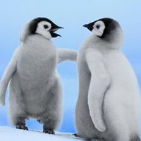 企鹅可爱真实企鹅头像图片1
