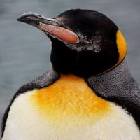 企鹅可爱真实企鹅头像图片11