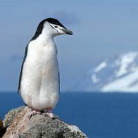 企鹅可爱真实企鹅头像图片13