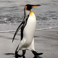 企鹅可爱真实企鹅头像图片14