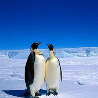企鹅可爱真实企鹅头像图片18