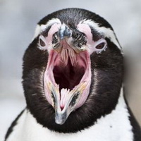 企鹅可爱真实企鹅头像图片19