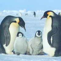 企鹅可爱真实企鹅头像图片2