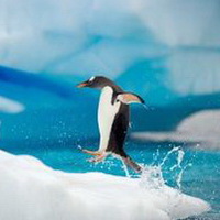 企鹅可爱真实企鹅头像图片20