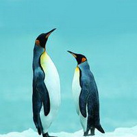 企鹅可爱真实企鹅头像图片21