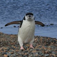 企鹅可爱真实企鹅头像图片22