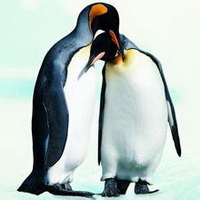 企鹅可爱真实企鹅头像图片23