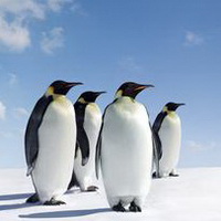 企鹅可爱真实企鹅头像图片24