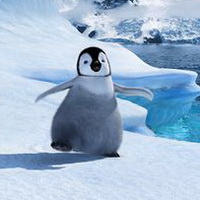 企鹅可爱真实企鹅头像图片25