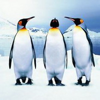 企鹅可爱真实企鹅头像图片26