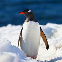 企鹅可爱真实企鹅头像图片27