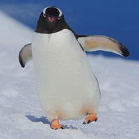 企鹅可爱真实企鹅头像图片28