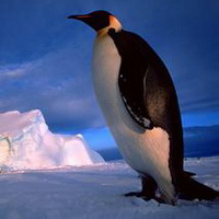 企鹅可爱真实企鹅头像图片3