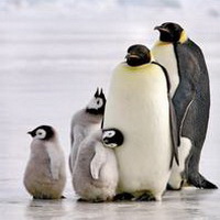企鹅可爱真实企鹅头像图片30
