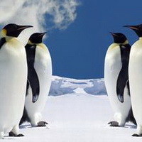 企鹅可爱真实企鹅头像图片32