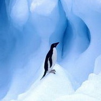 企鹅可爱真实企鹅头像图片4