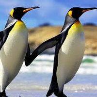 企鹅可爱真实企鹅头像图片5