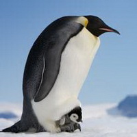 企鹅可爱真实企鹅头像图片8