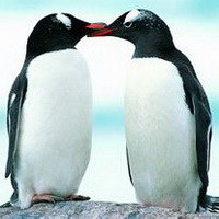 企鹅可爱真实企鹅头像图片9