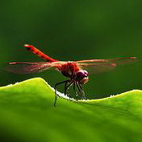 蜻蜓丁丁头像图片15