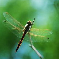 蜻蜓丁丁头像图片16