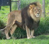 狮子头像图片10