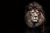 狮子头像图片11