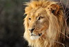 狮子头像图片28