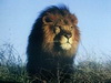 狮子头像图片30