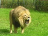 狮子头像图片31