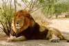 狮子头像图片34