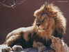 狮子头像图片42
