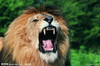 狮子头像图片6