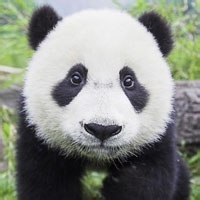 熊猫头像图片2