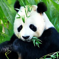 熊猫头像图片20