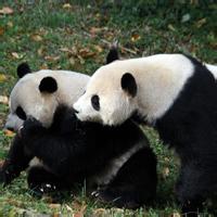 熊猫头像图片22