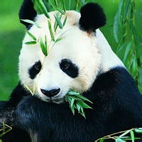 熊猫头像图片25