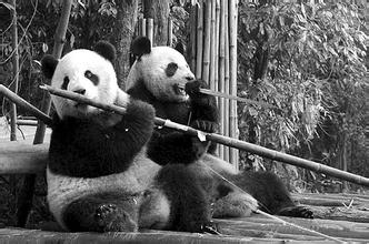 熊猫头像图片31