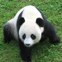 熊猫头像图片4