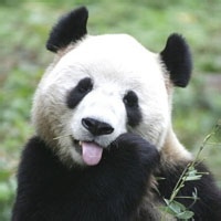 熊猫头像图片40