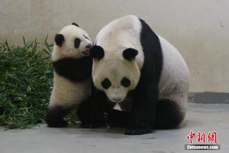 熊猫头像图片5