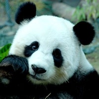 熊猫头像图片9