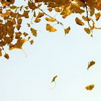 秋天落叶唯美伤感头像图片4